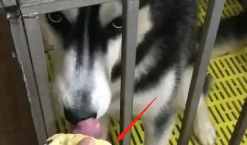 主人拿榴莲给二哈闻了下,结果却被抢走是我喜欢的味道
