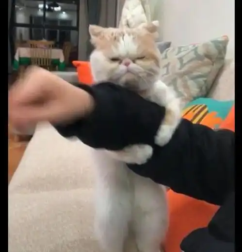 主人出差回家后,猫咪委屈得抱住他的手不松了不要再离开我了
