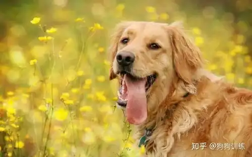 新手养金毛要注意什么主要是这几点
