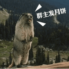 群主发月饼表情包动图合集
