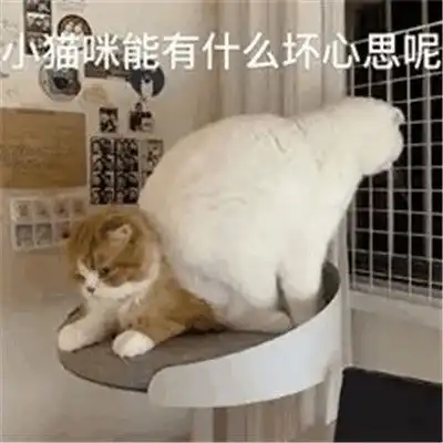 抖音超火小猫咪能有什么坏心眼表情包很有趣热门的表情包合集

