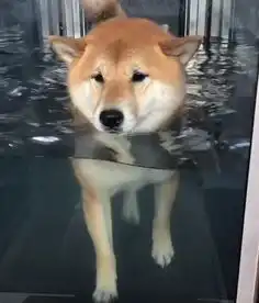 主人给柴犬报了个游泳培训班,柴犬下水后,脸上表情人忍俊不禁
