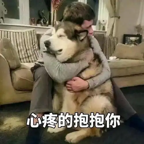 当普通狗狗看到警犬时,会觉得是警察来了吗
