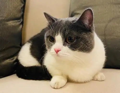 肖战的猫坚果姑娘,你的人生已经到达了巅峰
