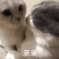 我这么可爱当然要过六一儿童节啦丨第408期喵表情包