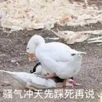 大鹅表情包
