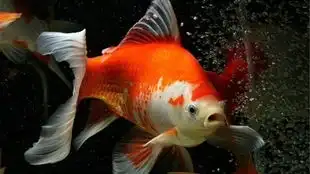 一群乞食的小游艇

