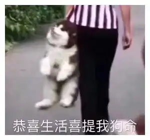 养狗前先看这个,不一定所有人都知道的小秘密,现在全告诉你
