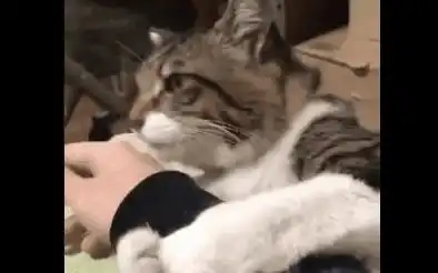 一言不合就抱着你,小奶猫一个动作吸引了上千万播放
