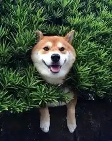 对不起,你的表情包已去世泪奔

