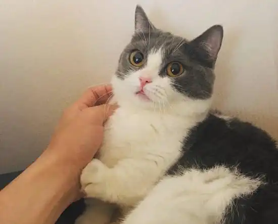 肖战的猫坚果姑娘,你的人生已经到达了巅峰
