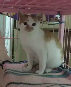 喵主驾到可爱橘猫楼楼同款表情包可爱猫咪公猫宠物橘猫加白找

