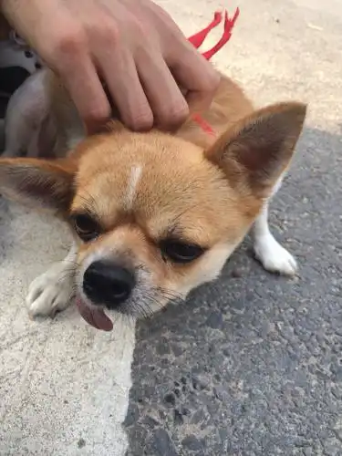这是什么狗,舌头老是掉在外面
