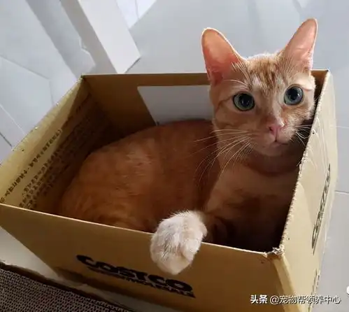 橘猫被主人骂了后,表情超戏精,主人委屈明明你先凶我的...
