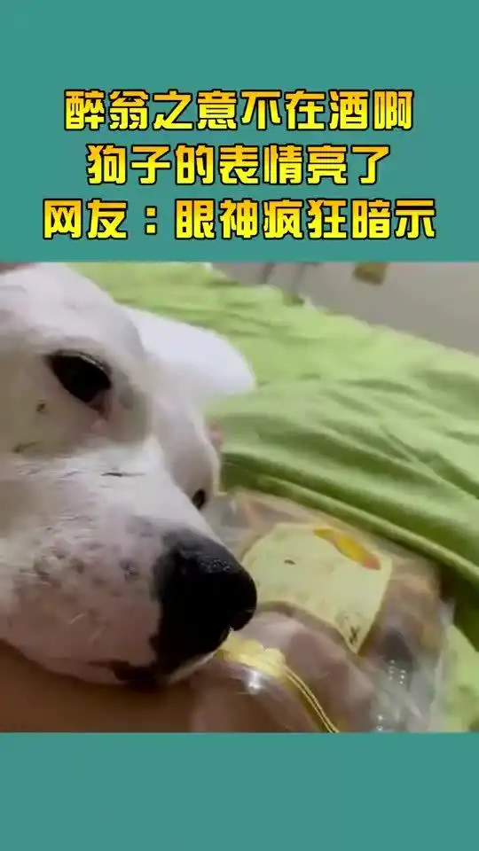 醉翁之意不在酒,狗子的表情亮了,网友眼神疯狂暗示
