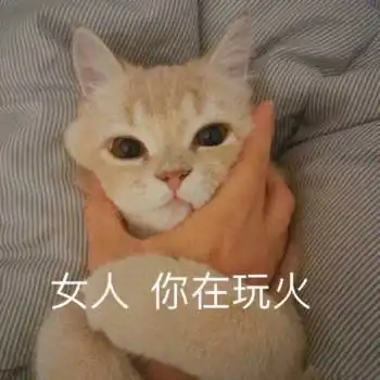 猫咪表情包不许说我脸大
