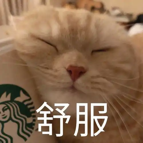 原来这只橘猫是个网红啊专属表情包来袭
