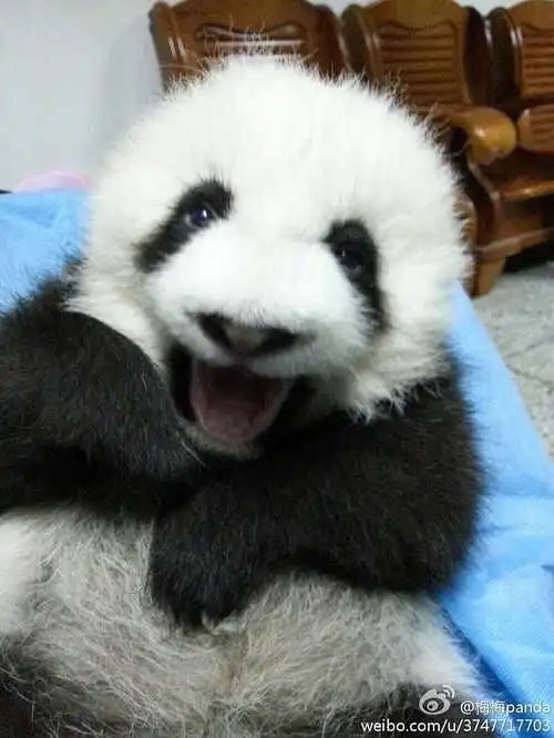 熊猫可以吃吗
