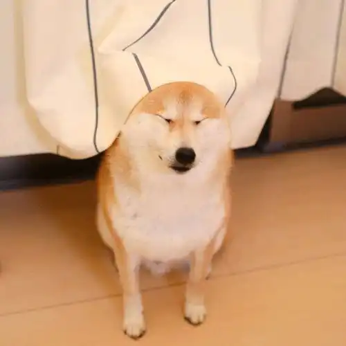 说表情包不够用啦柴犬本汪来安排