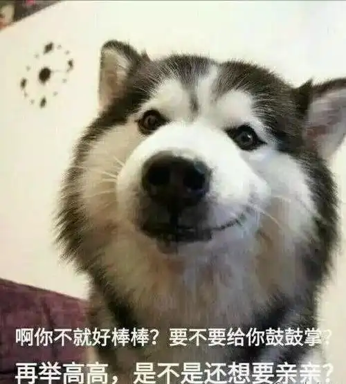 宠物表情包做自己的舔狗
