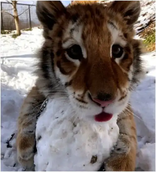 小老虎第一次见到雪,表情萌翻众人,网友真的不是猫吗
