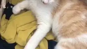 被主人遗弃的小橘猫,表情很忧郁
