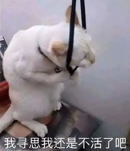 最新表情包图片大全加油,闭嘴,有没有想我
