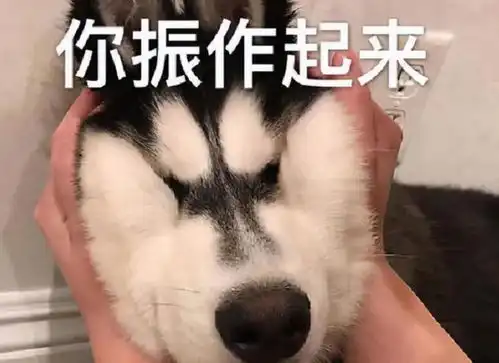 宠物表情包出处相亲