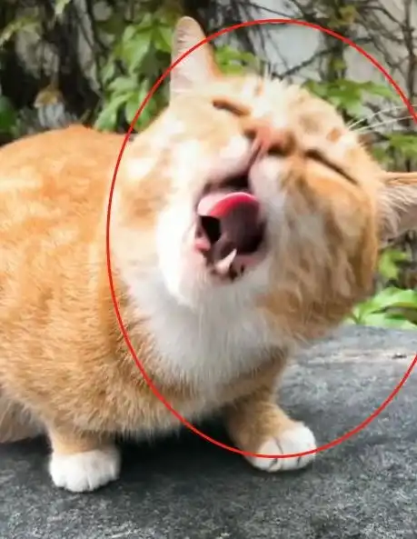 橘猫因超丑表情包爆红,奶凶奶凶的,猫铲屎的,你胆肥了
