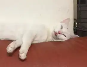 白猫想偷摸橘猫屁股,却主人拍到这一切,它的表情让人笑喷了...
