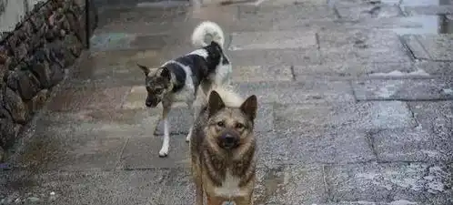 狗妈妈正在给小狗喂奶,突然从外面冲进来一群小猪,狗狗表情亮了
