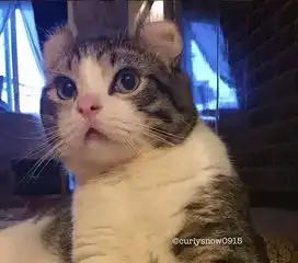 一只可爱到犯规的卷耳猫,不喜欢你打我

