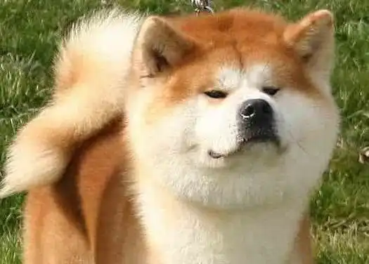 柴犬和秋田犬,还有人搞混这两种狗狗一文告诉你两者的区别
