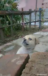 无限试驾2怎么启动引擎
