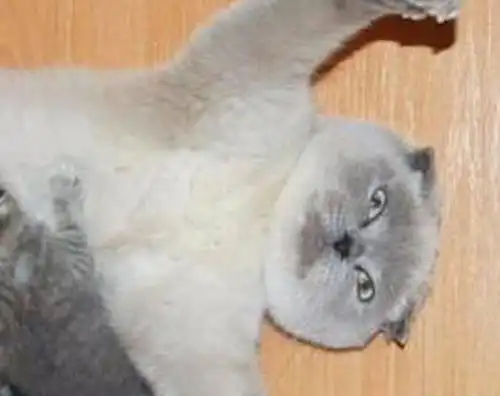 猫咪一次生了太多小猫,当看到一堆小猫懵逼了
