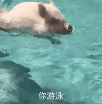 猪啃西瓜的表情包
