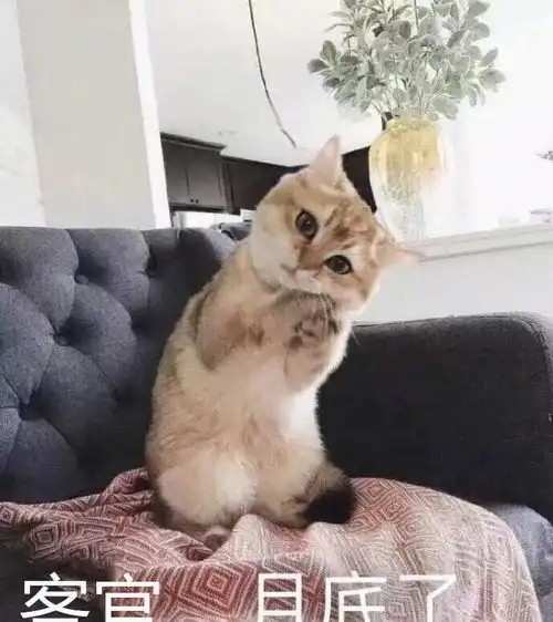 网络上这些猫咪表情绝了,简直就是行走的表情包

