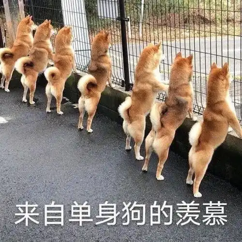 今年520狗粮,势必要撑死在座的各位
