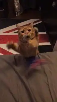主人逗橘猫,小家伙的表情太夸张,网友后面那只才是亮点
