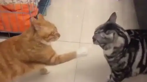 用最狠的表情打最怂的架,小黄猫完美的诠释了这句话,让我忍不住的笑了

