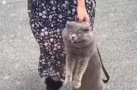 蓝猫偷跑出去被主人捉到,拎回家时表情让人直呼戏精

