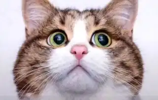 普贝斯养第一只猫建议选公猫

