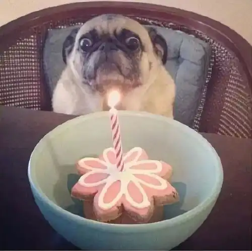 狗狗也要过生日,铲屎的也太有爱了吧

