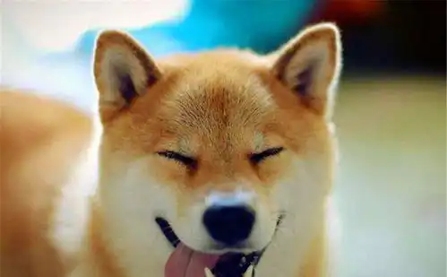 一只柴犬狗狗大约多少钱影响柴犬价格的因素有哪些
