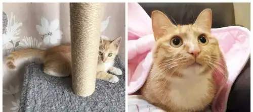 来看看你们这些养猪小能手,都把猫咪养成什么样了

