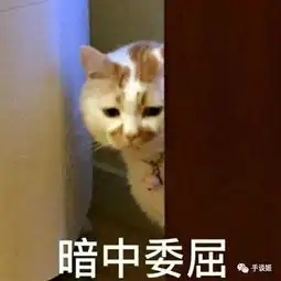 叹息,橘猫楼楼,企鹅葡萄君,海獭,深受喜爱的动物网红相继去世
