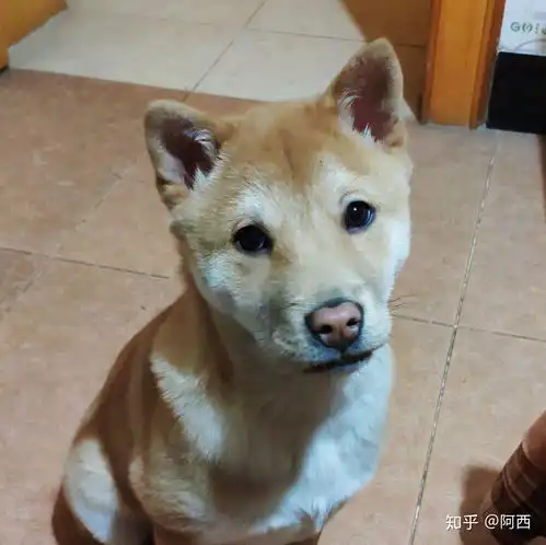 如何买到一只纯种的土狗大黄
