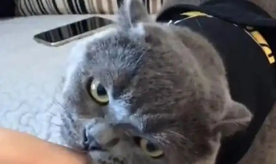 主人当着蓝猫面,假装偷吃猫罐头,蓝猫秒变表情包,主人笑翻
