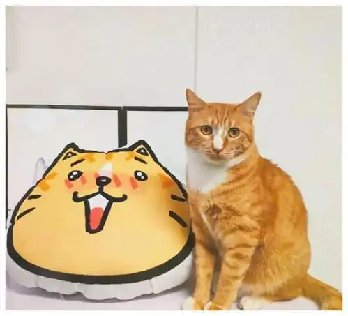 被强制绝育的橘猫,从此赖在了医院,还混成了副院长
