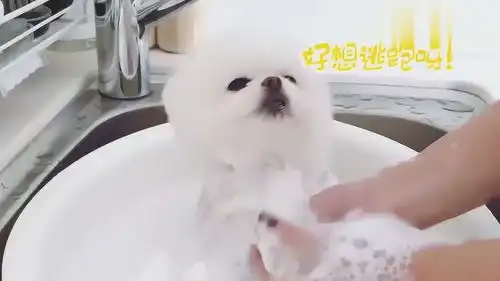 可爱小博美超怕洗澡,小表情太幽怨宝宝真的不想洗啊
